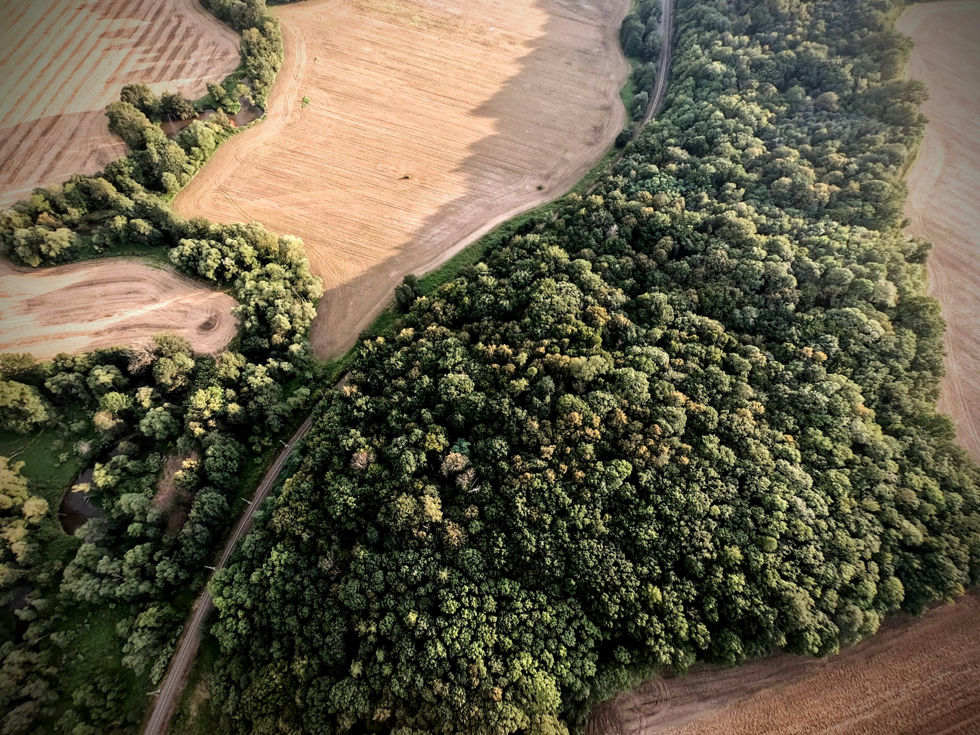 Aerial view of fields meeting woodland